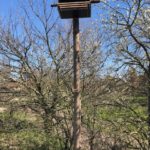 Kastanje paal voor een valken nest | Adéquat
