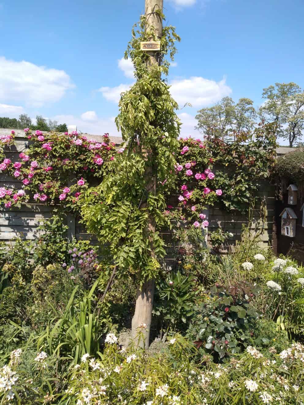 Robinia paal diameter 12-14 400 cm lang | Adéquat