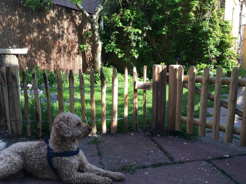 Franse rondhoutpoort van 80 cm breed bij 50 cm hoog met schapenhek van 50 cm hoog als afscheiding in de tuin. Voor het schapenhek en de poort ligt een licht bruine Labradoodle.