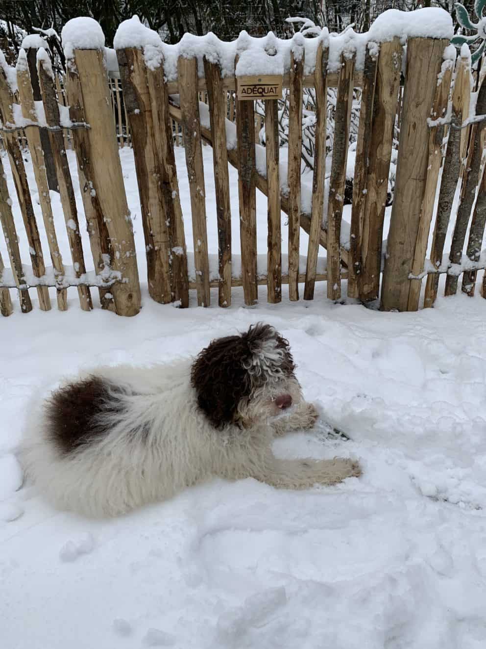 Frans schapenhek van 80 cm hoog met een latafstand van 4 cm en een franse rondhoutpoort van 80 cm bij 80 cm in een tuin met heel veel sneeuw en een hond