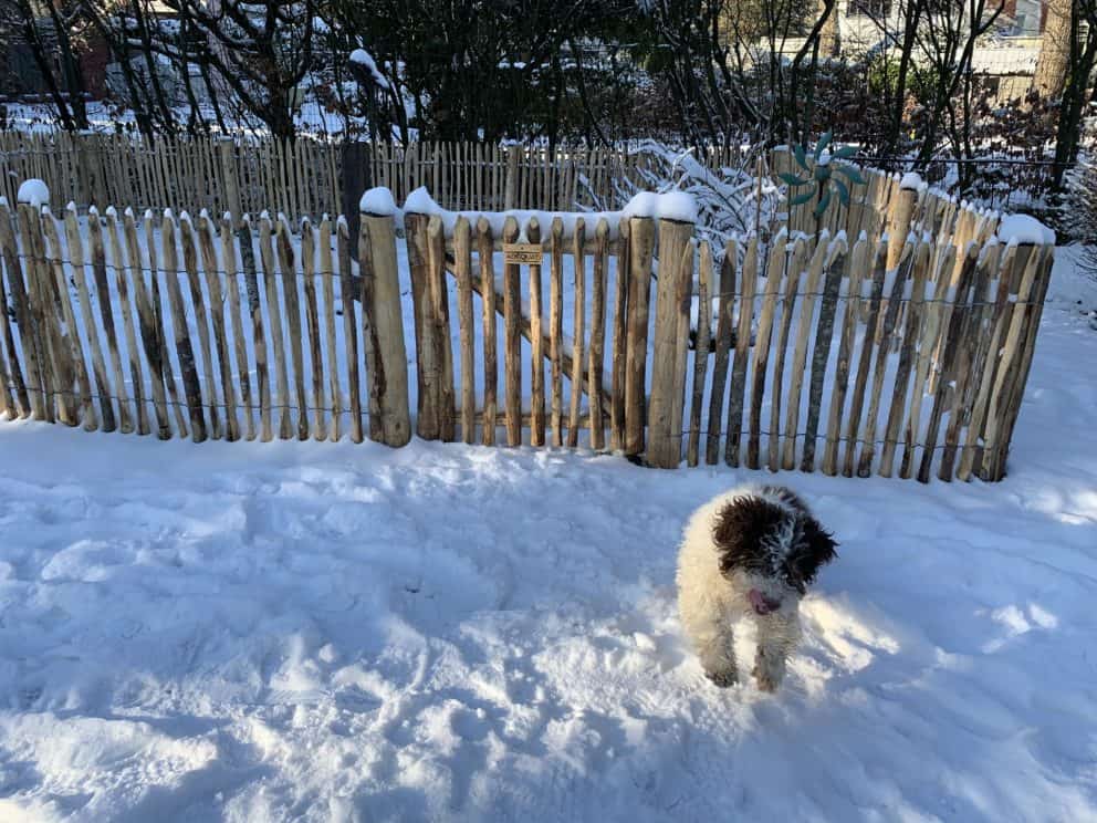 Frans schapenhek van 80 cm hoog met een latafstand van 4 cm en een franse rondhoutpoort van 80 cm bij 80 cm in een tuin met heel veel sneeuw en een hond