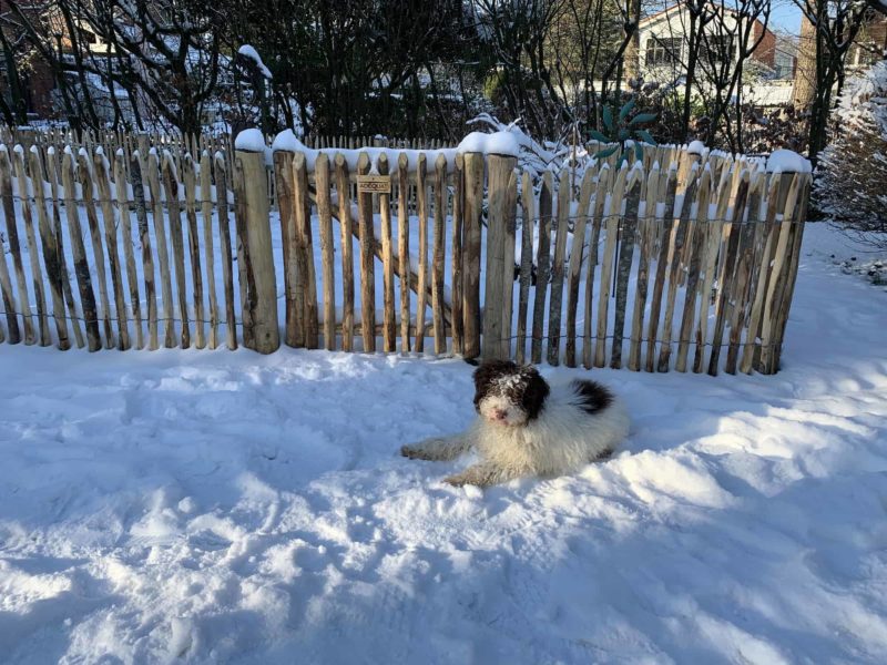 Frans schapenhek van 80 cm hoog met een latafstand van 4 cm en een franse rondhoutpoort van 80 cm bij 80 cm in een tuin met heel veel sneeuw en een hond