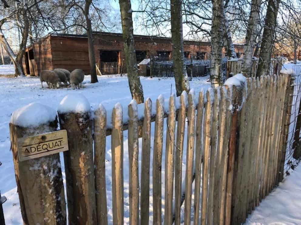 Franse rondhoutpoort van 120 cm hoog bij 120 cm breed als doorgang naar een schapenweide met schapen erin.