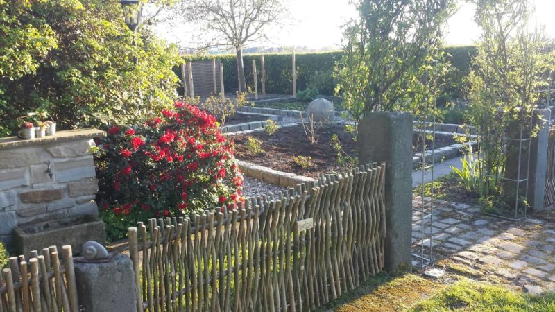 Hazelaarscherm van 75 cm, Loire 3, gebruikt als lage afrastering in een tuin tussen een rozenboog in de tuin.