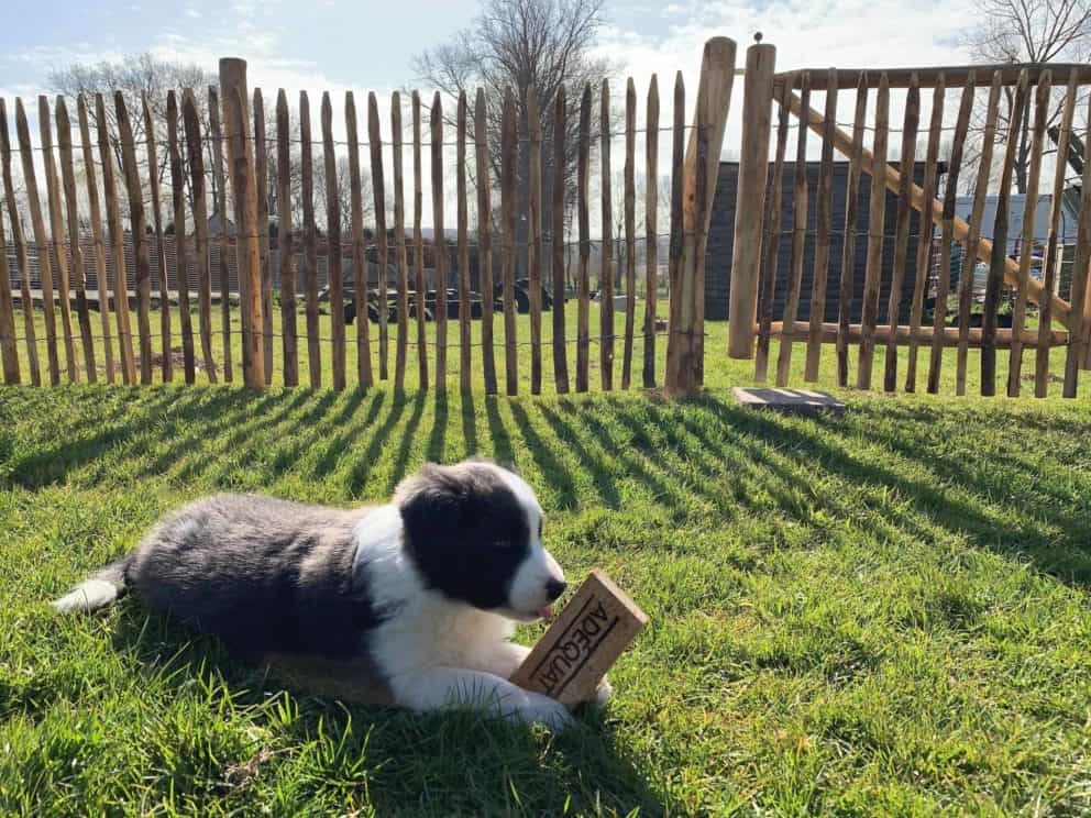 Frans schapenhek Adequat 100cm met een raamwerkpoort van 100 cm breed en 100 cm hoog als omheining in de tuin voor een puppy.