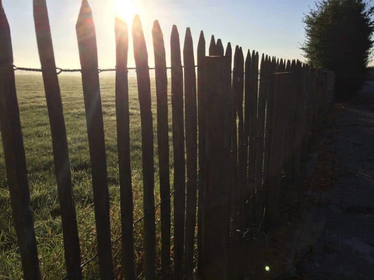 Schapenhek in de zon