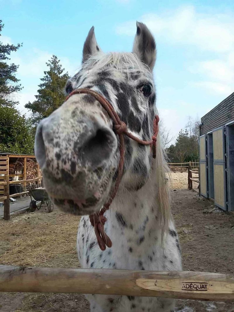 Paardenbak voor Senna