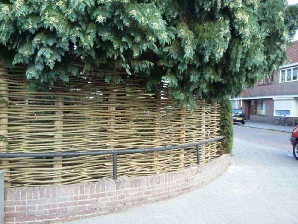 Wilgentenen schutting gevlochten tussen twee heggen en onder een hele grote boom. Er is veel groen te zien en de wilgentenen gaan mooi op in al het groen van de tuin.