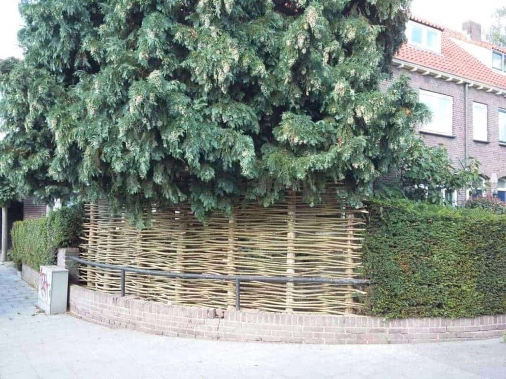 Wilgentenen schutting gevlochten tussen twee heggen en onder een hele grote boom. Er is veel groen te zien en de wilgentenen gaan mooi op in al het groen van de tuin.