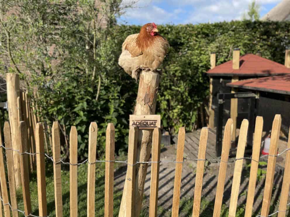 Schapenhek van robinia geschuurd 100 cm hoog met latafstand 8 cm Adéquat