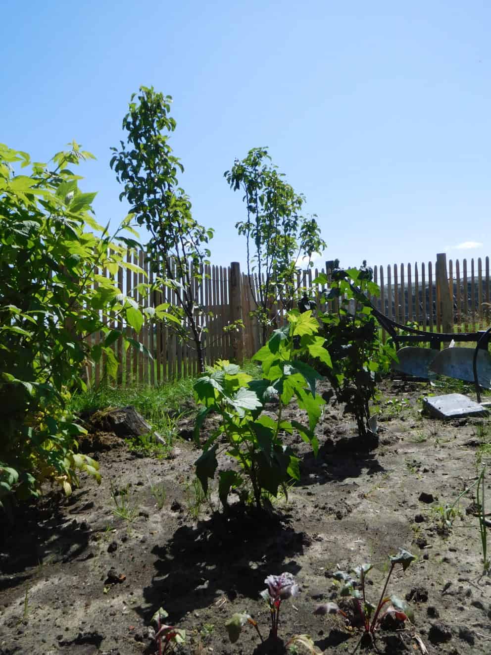 Frans schapenhek van robinia hout met een hoogte van 120 cm en een latafstand van 4 cm Adequat