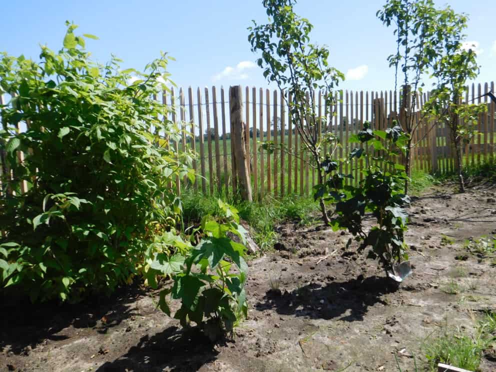 Frans schapenhek van robinia hout met een hoogte van 120 cm en een latafstand van 4 cmAdequat