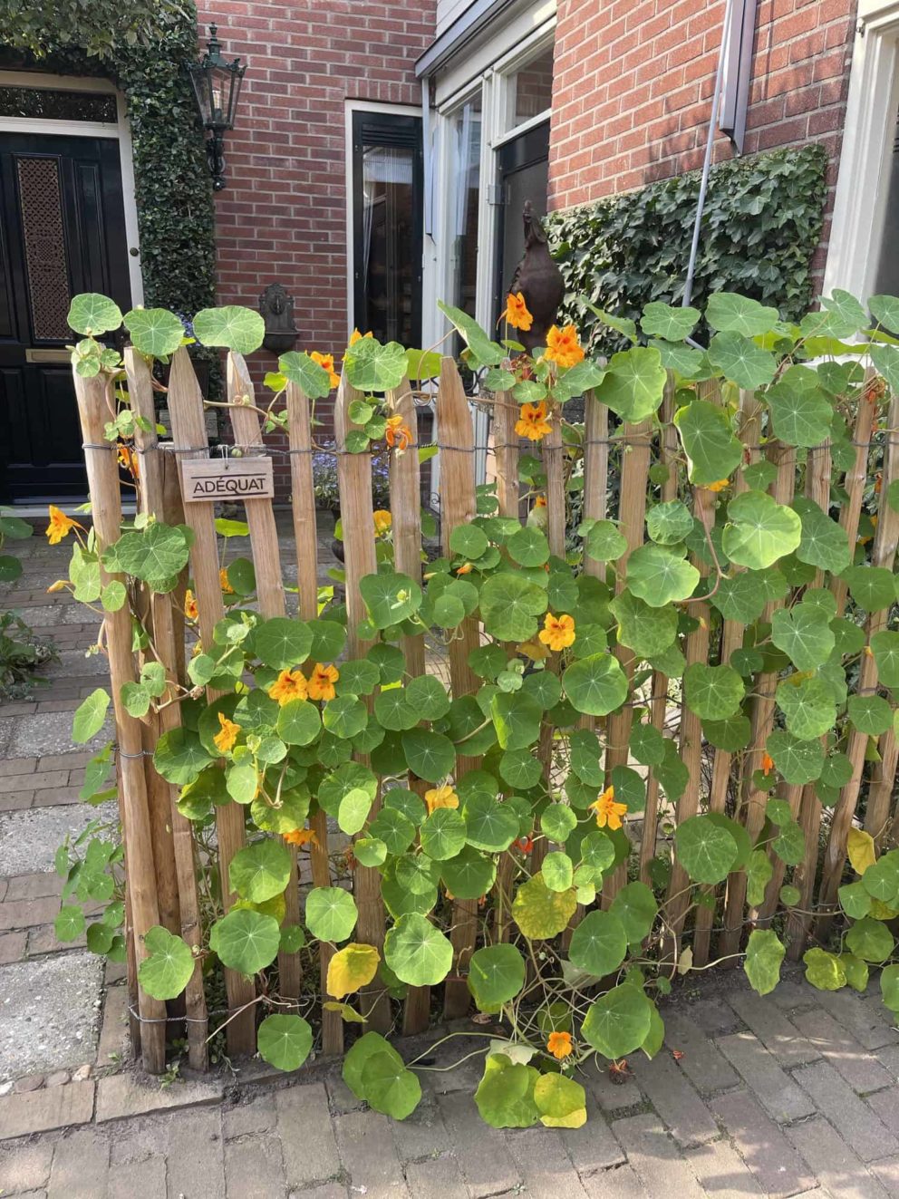 Frans Schapenhek 120 cm Adequat