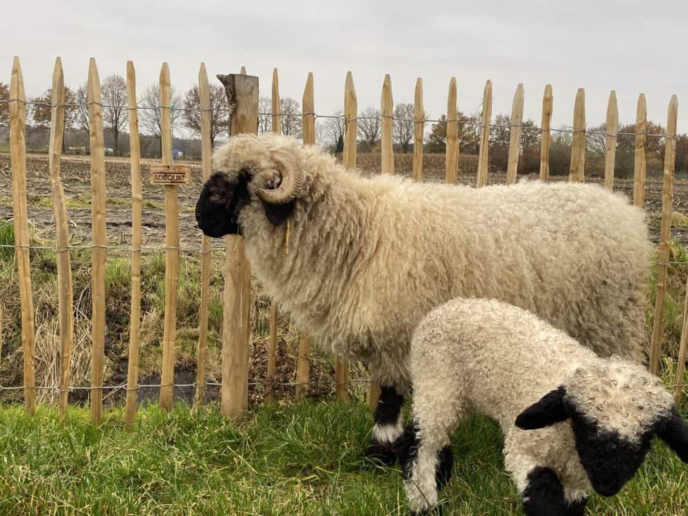 Schapenhek kastanje 120 cm en een latafstand van 6 cm Adéquat