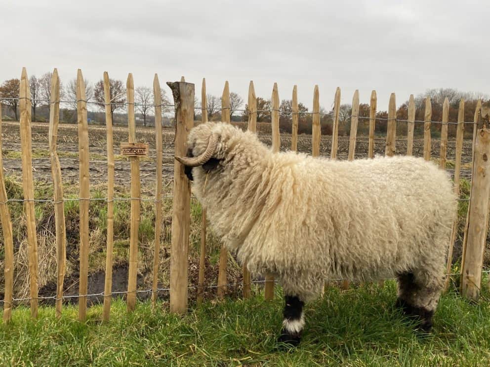 Schapenhek kastanje 120 cm en een latafstand van 6 cm Adéquat