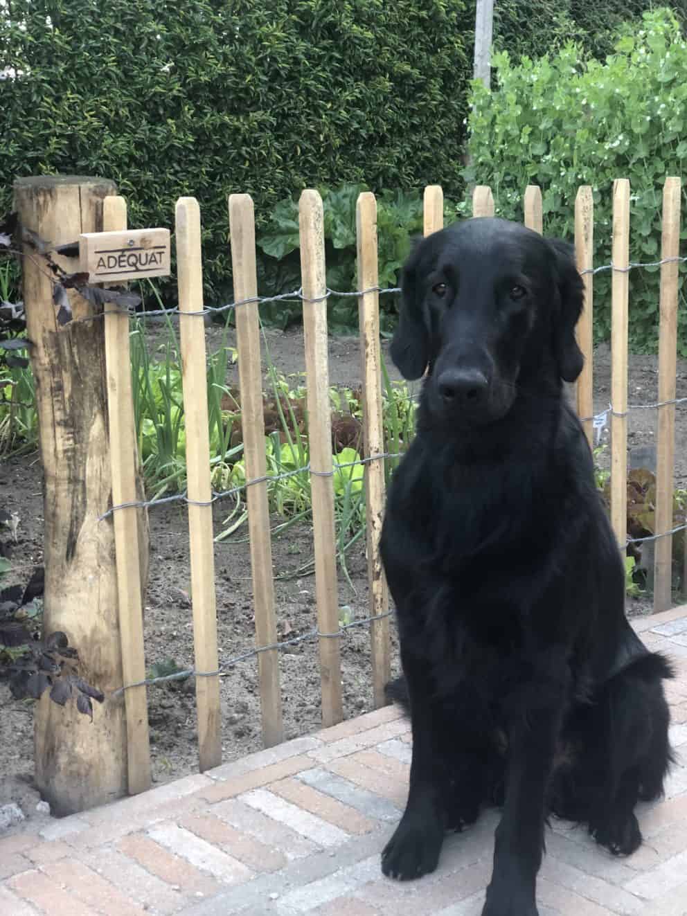 Robinia schapenhek 80 cm Adéquat