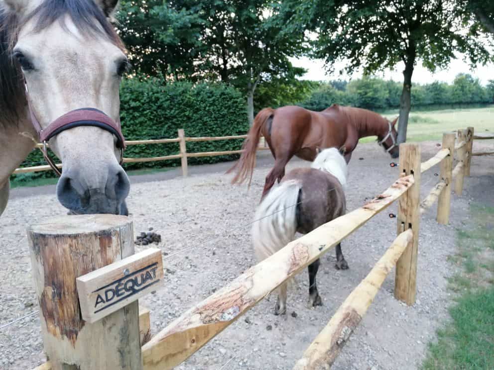 Een Post en Rail hek niveau 2 met ronde staanders en ¼ liggers Adéquat