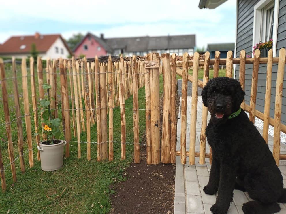 Franse rondhoutpoort van 100 cm hoog bij 100 cm breed als tooegangspoort naast een huis met schapenhek van 100 cm hoog met een latafstand van 8 cm. Voor de poort staat een zwarte labradoodle te waken