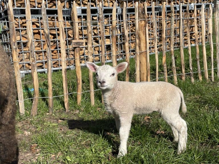 Schapenhek 100 cm H, latafstand 10 cm met lammetje