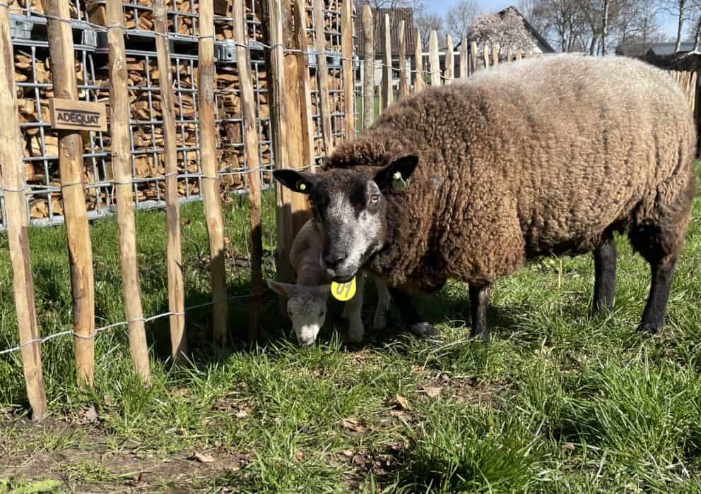 Schapenhek 100 cm H, latafstand 10 cm met schapen