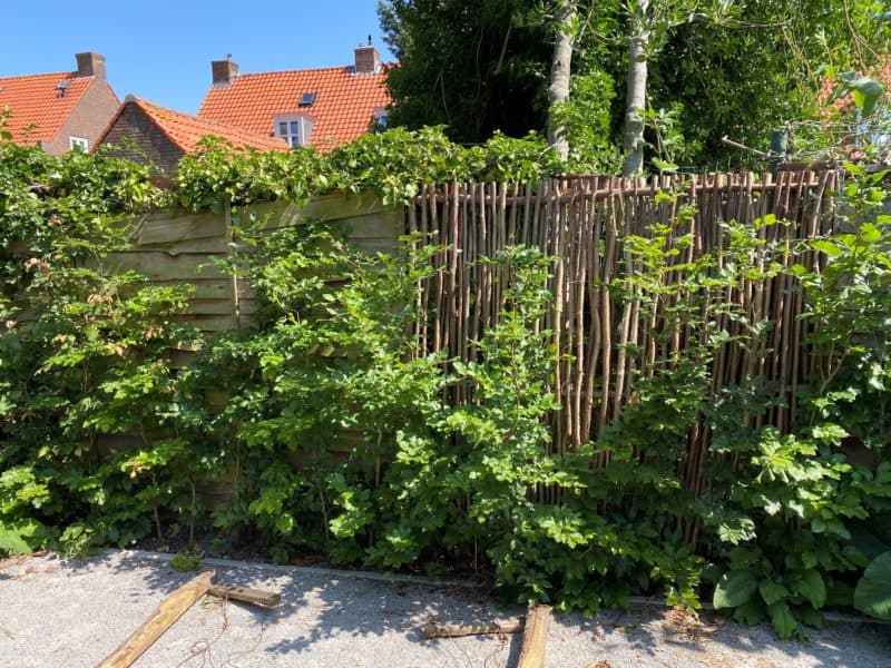 Hazelaarscherm Somme 180 met afmeting 180 cm breed bij 180 cm hoog als afrastering in een groene tuin.