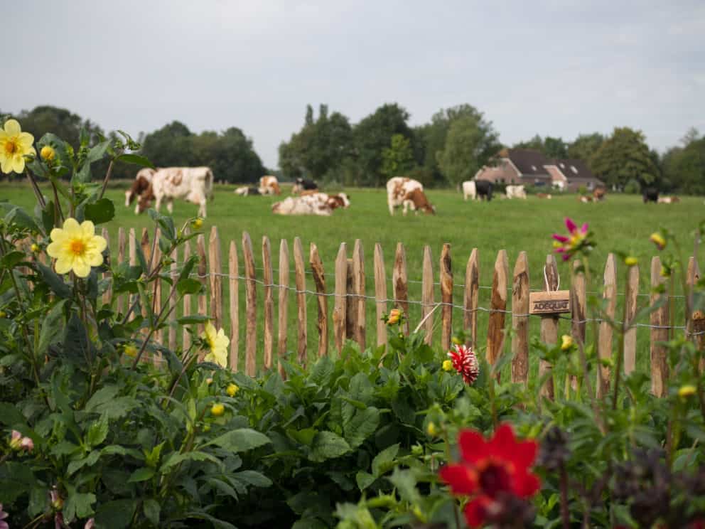 Frans schapenhek in de hoogte 100 cm met een latafstand van 4 cm met kastanje palen van 150/160 cm lang met een diameter van 7/9 cm als afrastering tussen moestuin en koeien weide