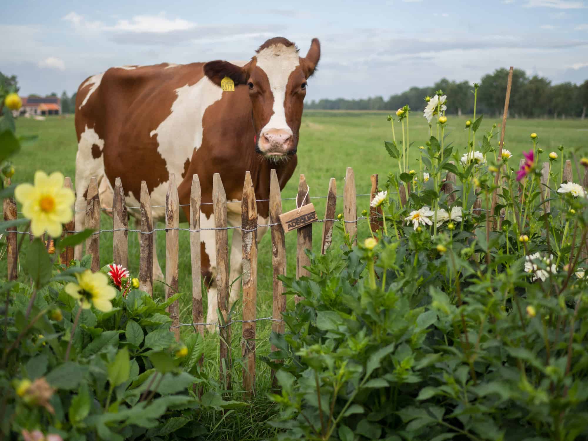 Frans schapenhek in de hoogte 100 cm met een latafstand van 4 cm met kastanje palen van 150/160 cm lang met een diameter van 7/9 cm als afrastering tussen moestuin en koeien weide