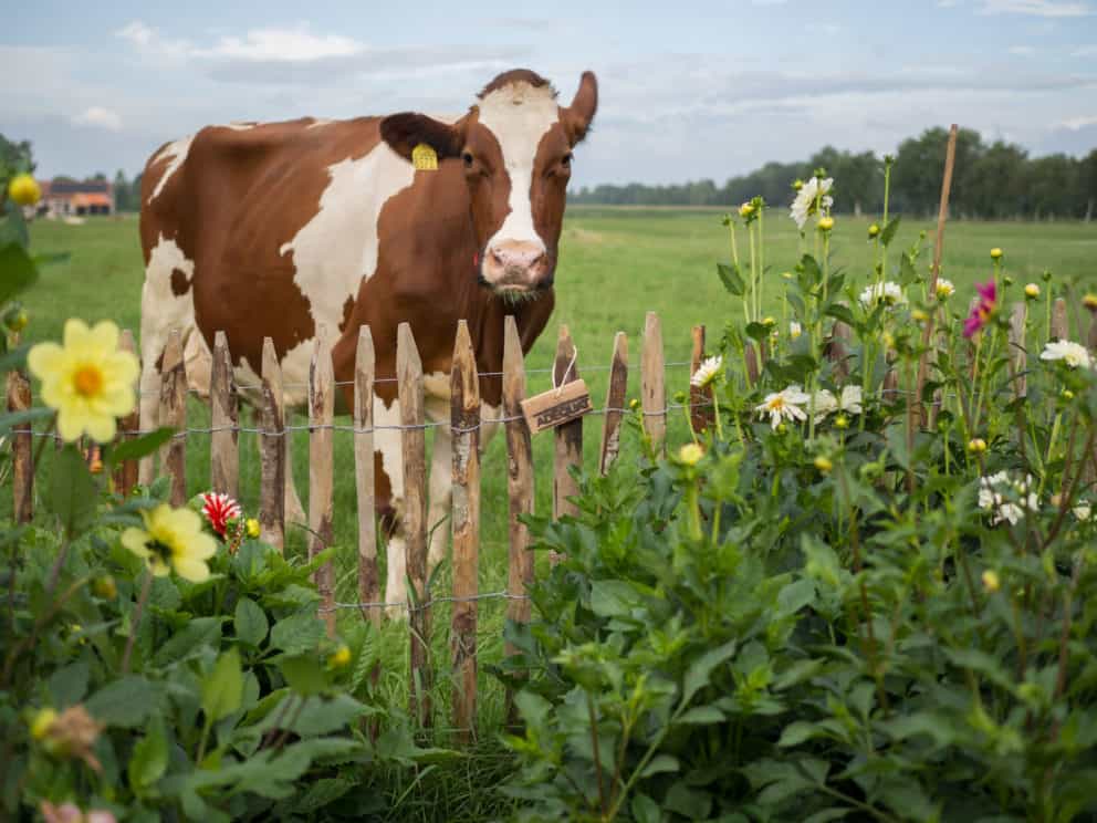 La Vache qui rit