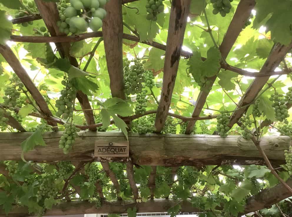 Pergola van kastanjehouten palen met diameter 7-9 cm en 10-12 cm, aan de bovenkant afgewerkt met schapenhek 150 cm, latafstand 8 cm. Prachtig begroeid met druiven