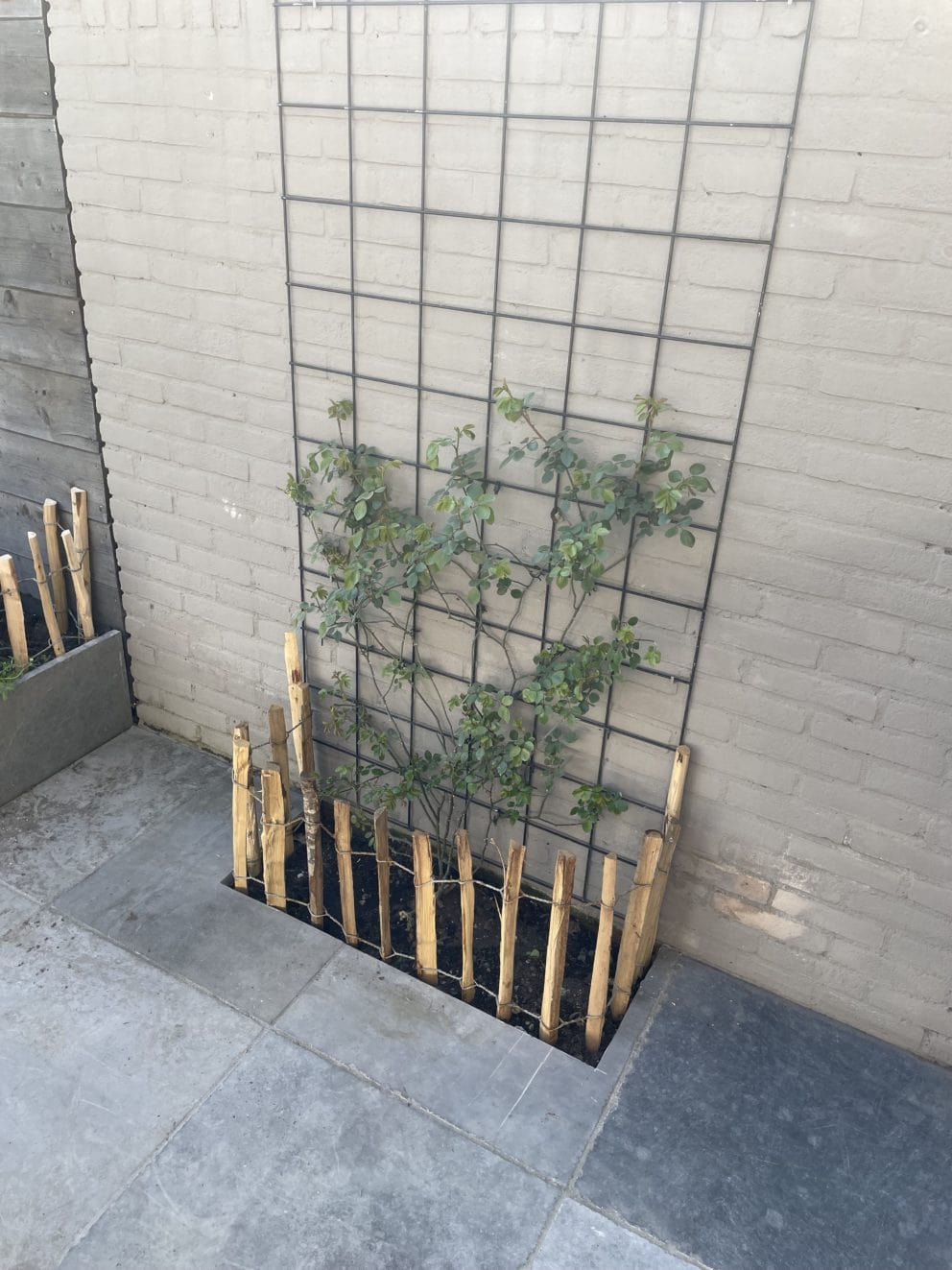 Frans Schapenhek 50 cm Adequat