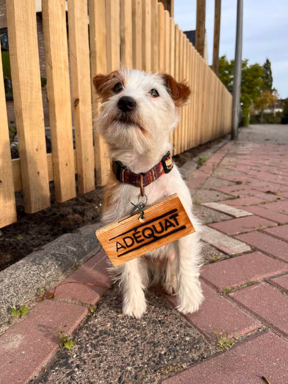 Hond Tomm met Adéquat logo bordje om zijn halsband