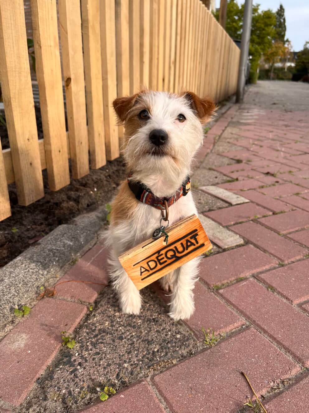 Hond Tomm met Adéquat logo bordje om zijn halsband