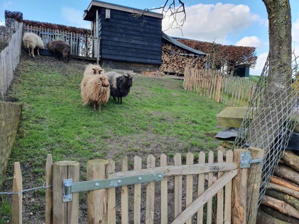 Frans schapenhek van 80 cm hoog met een latafstand van 8 cm met een Franse enkele rondhoutpoort van 100 cm breed en 80 cm hoog als omheining bij schapen.