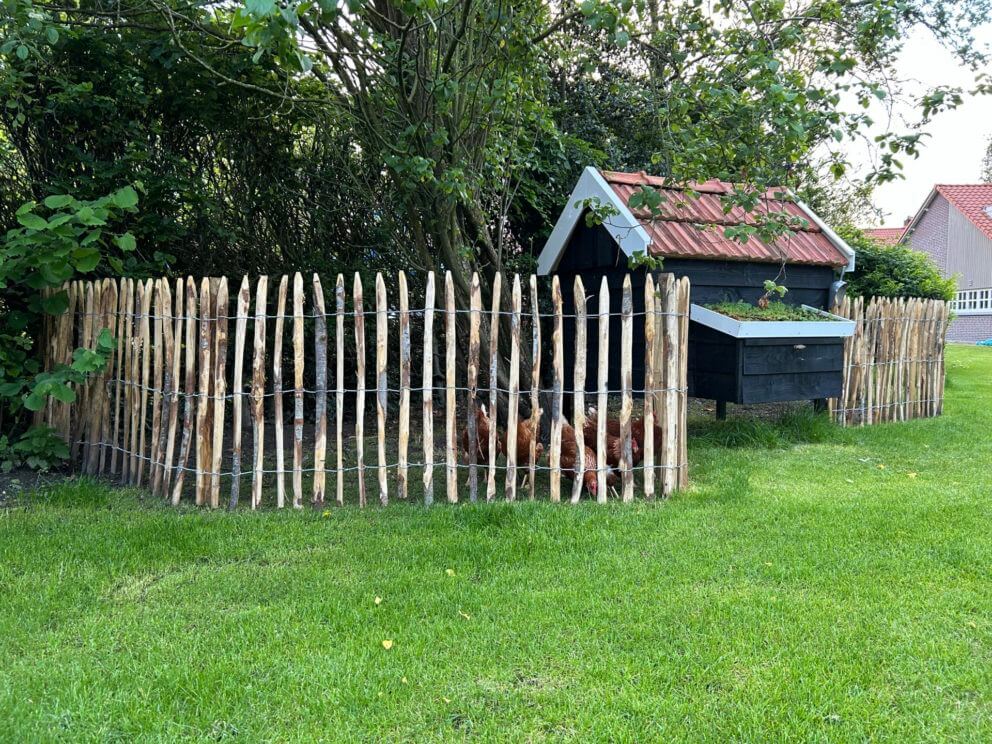 Frans schapenhek kastanje 100 cm hoog met een latafstand van 6 cm en kaatanje palen in de lengte 175 cm met een diameter van 7-9 cm en 10-12 cm gebruikt als omheining bij een kippenhok