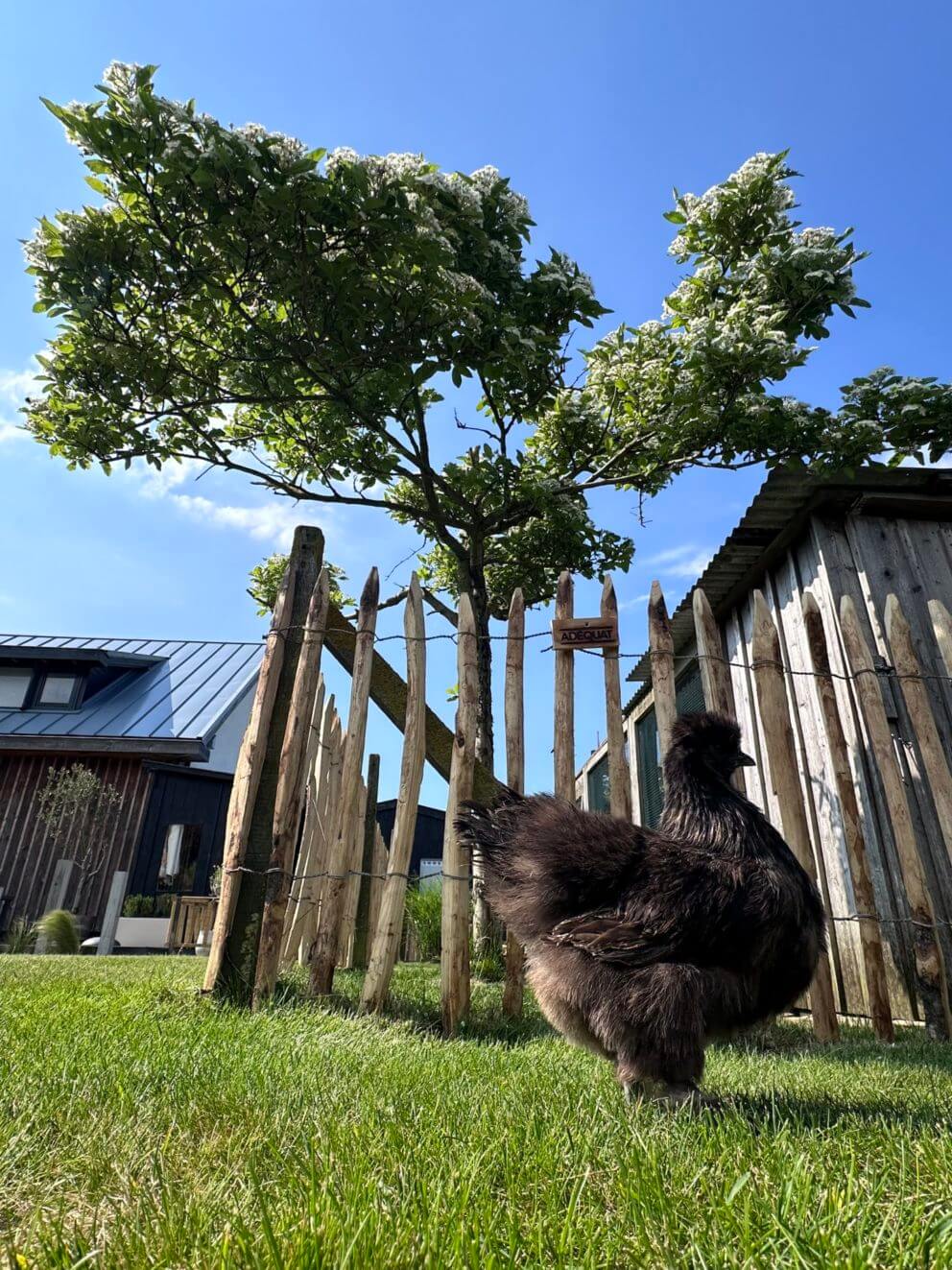 Frans schapenhek kastanje 80 cm hoog met een latafstand van 6 cm met kippen