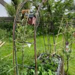 Wilgentenen bevestigd aan een tuin/rozenboog