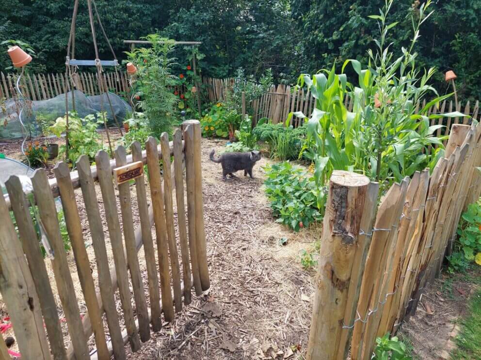 Moestuin omheining gemaakt met Frans schapnehk kastanje 100 cm hoog, latafstand 4 cm met kastanje paen 150/160 cm lang in de diameter 7/9 cm en 175 cm lang in de diameter 10/12 cm met een Franse rondhoutpoort van 100 cm breed bij 100 cm hoog.