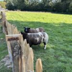 Omheining voor schapen van kastanje 120 hoog, latafstand 6 cm met kippengaas bekleed en met kastanje palen 200 cm lang, diameter 7/9 en 10/12 cm