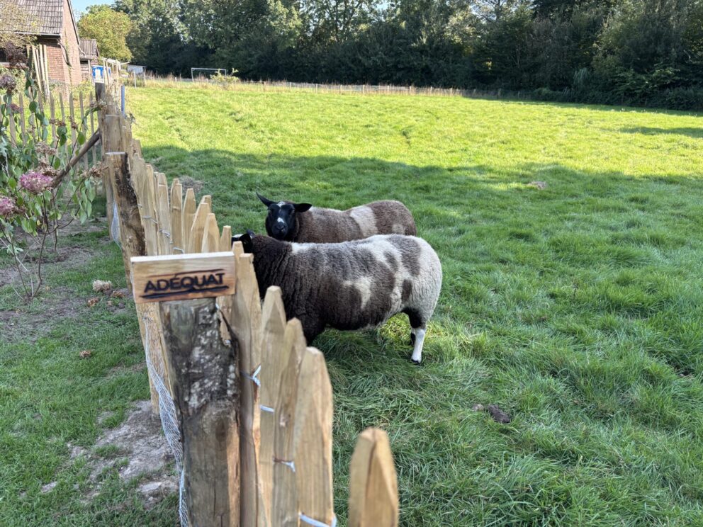 Omheining voor schapen van kastanje 120 hoog, latafstand 6 cm met kippengaas bekleed en met kastanje palen 200 cm lang, diameter 7/9 en 10/12 cm