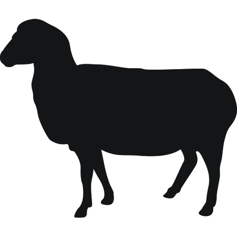 Omheining schaap