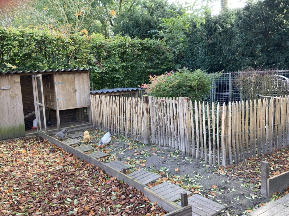 Kippenren van schapenhek kastanje 100 cm hog, latafstand 4 cm met een schapenhek poort van 100 breed bij 100 hoog (cm) en kastanje paal 175 cm lang, diam. 10/12 cm