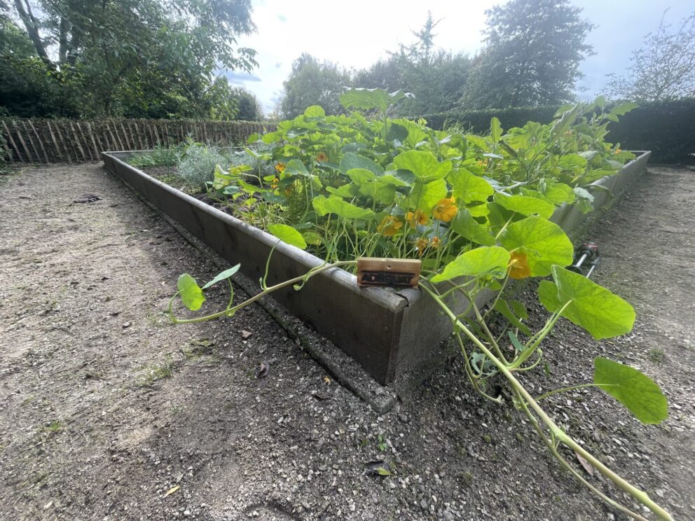 Moestuin bak van kastanje plank gezaagd 4x20x250 cm met kastanje paal 250 cm lang, diameter 7/9 cm en kastanje schapenhek