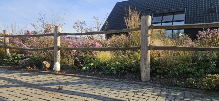 Post en rail robinia 2 niveau rond met kippen die rondlopen