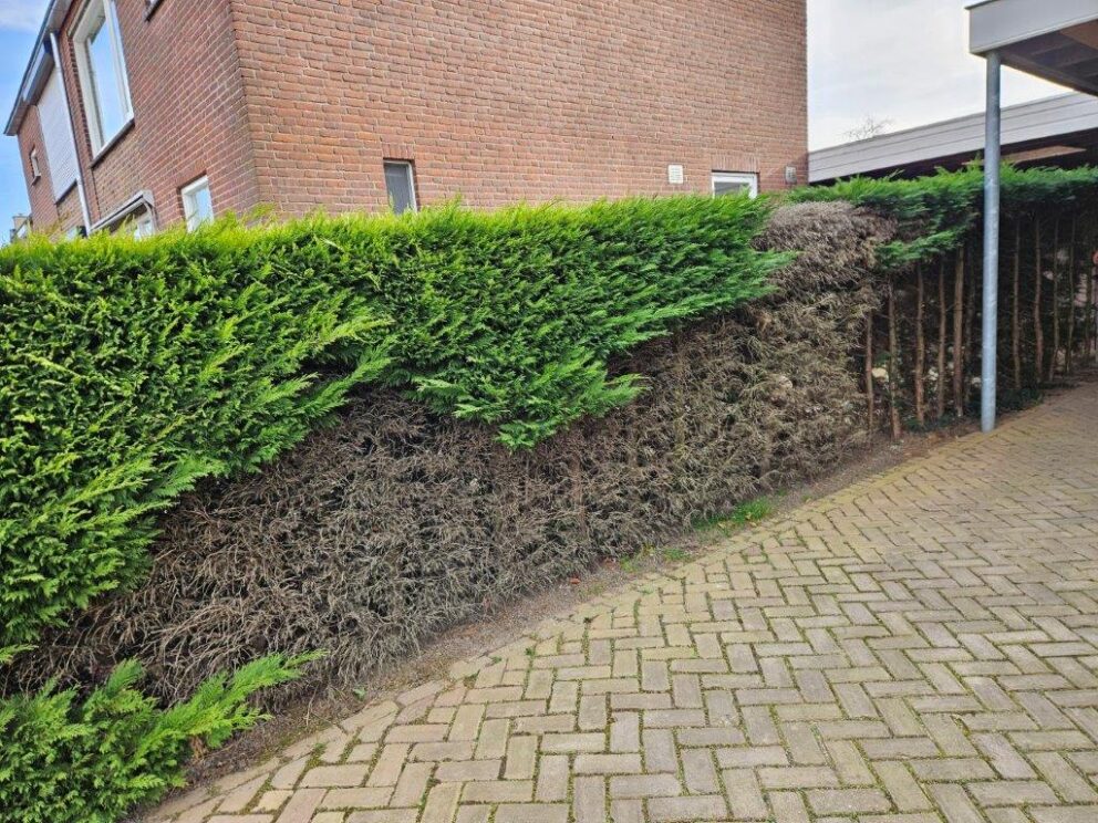 Before foto van de afrastering