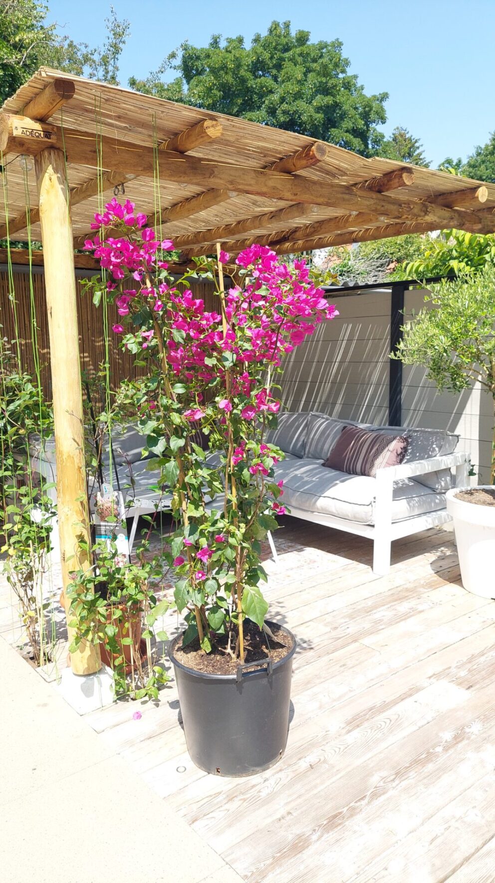 Overkapping in de tuin gemaakt van kastanje paal 250 en 250 cm lang, diameter 10/12 cm en kastanje paal 350 cm lang, diameter 7/9 cm