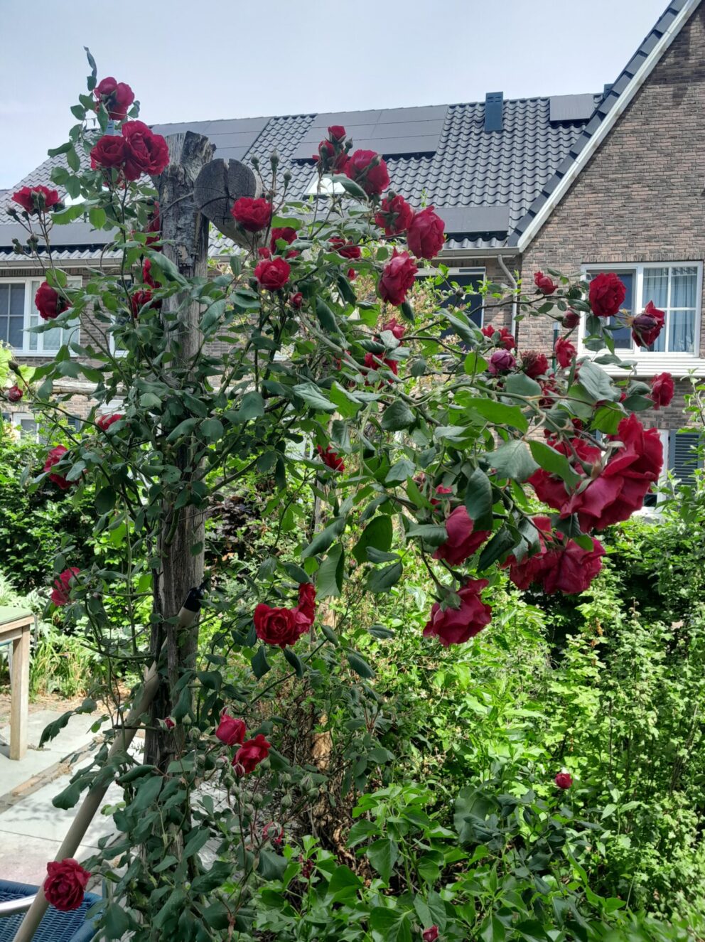 Drie jaar oude pergola begroeit met rozen, gemaakt van kastanje paal 300 cm lang, diameter 10/12 cm gepunt en 350 cm lang, diameter 10/12 cm, ongepunt.