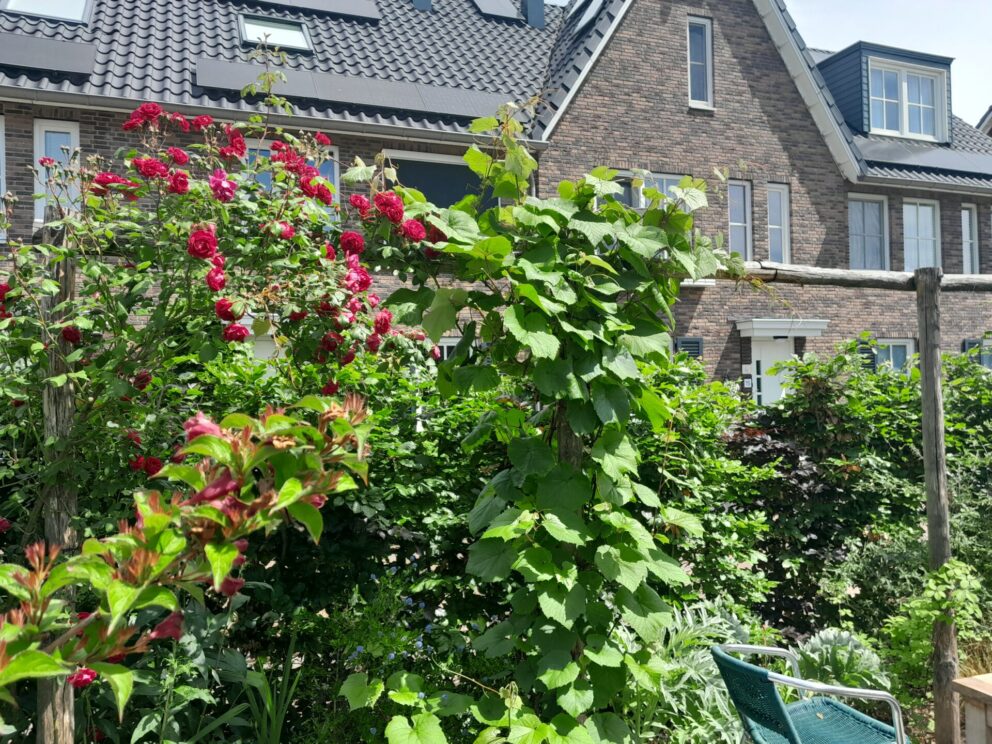 Drie jaar oude pergola begroeit met bloemen, gemaakt van kastanje paal 300 cm lang, diameter 10/12 cm gepunt en 350 cm lang, diameter 10/12 cm, ongepunt.