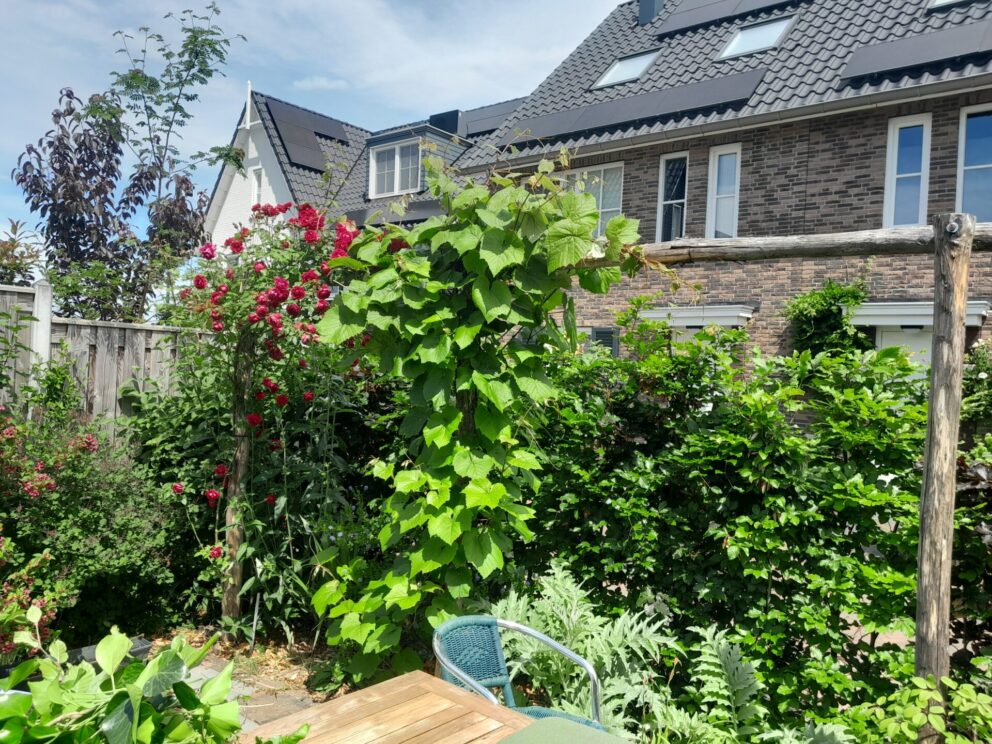 Drie jaar oude pergola begroeit met bloemen, gemaakt van kastanje paal 300 cm lang, diameter 10/12 cm gepunt en 350 cm lang, diameter 10/12 cm, ongepunt.