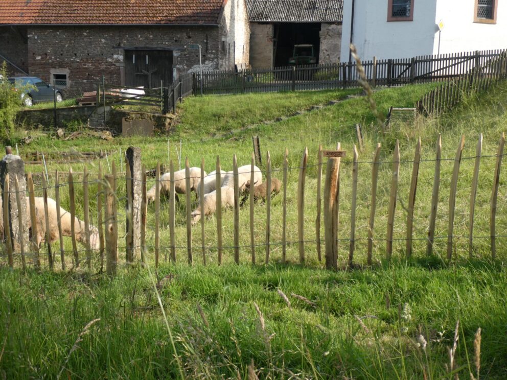 Frans schapenhek 80 cm hoog, latafstand 8 cm met kastanje palen 150/160 cm lang, diam. 7/9 cm met schapen op de achtergrond