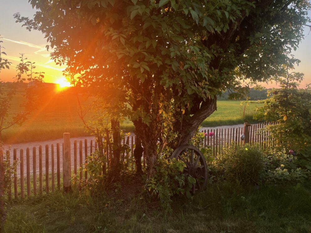 Robinia schapenhekwerk 80 cm hoog, latafstand 4 cm met robinia paal 160 cm lang, diameter 10/12 cm met zonsondergang
